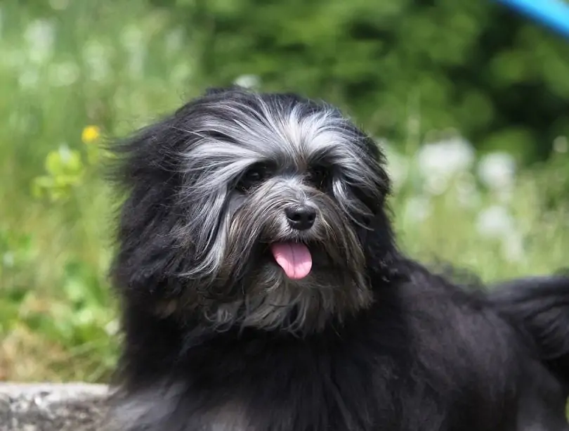 ローシェン-Lhasa-Apso
