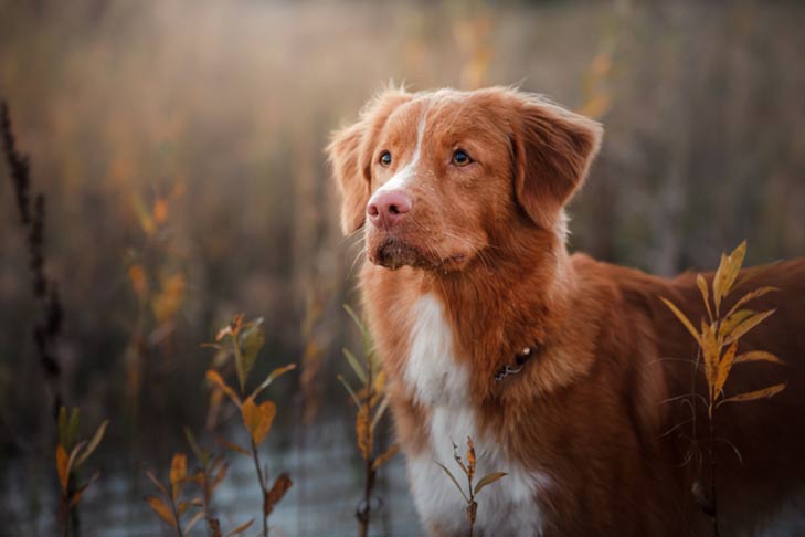 ノヴァ・スコシア・ダック・トーリング・レトリーバー-Nova-Scotia-Duck-Tolling-Retriever
