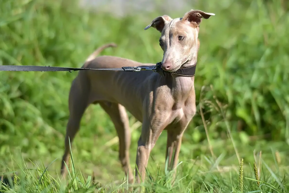 ペルービアン・ヘアレス・ドッグ - Peruvian-Hairless-Dog
