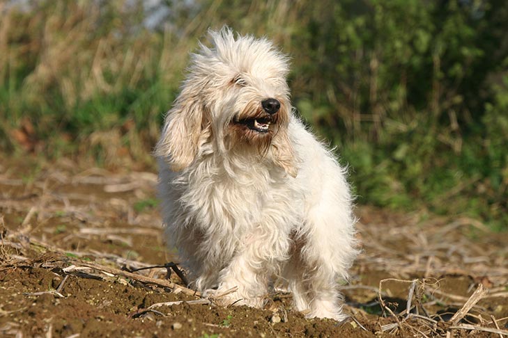 プチ・バセット・グリフォン・バンデーン - Petit-Basset-Griffon-Vendeen