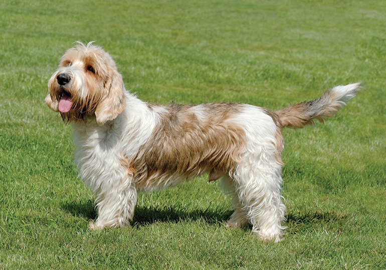 プチ・バセット・グリフォン・バンデーン - Petit-Basset-Griffon-Vendeen