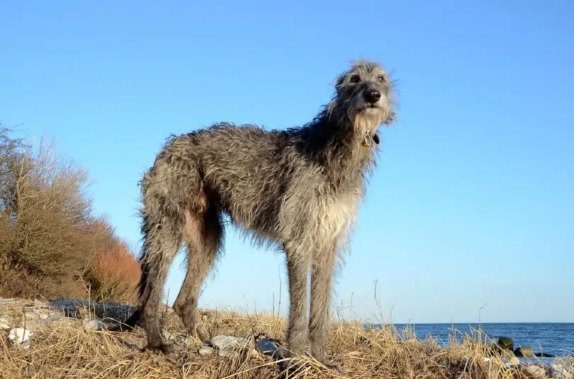 ディアハウンド-Deerhound