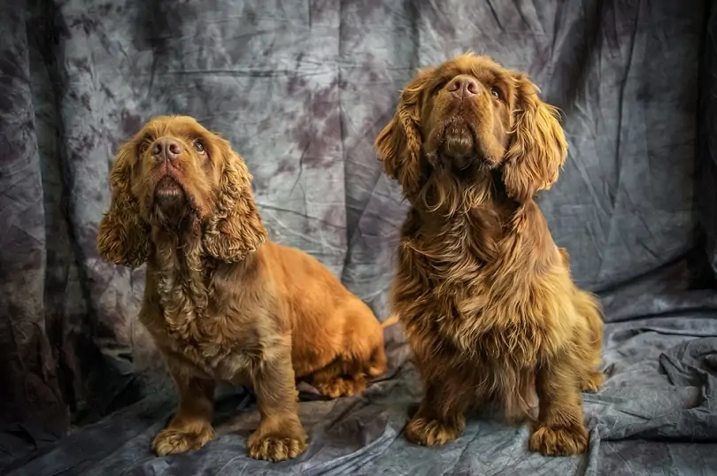 サセックス・スパニエル-Sussex-Spaniel
