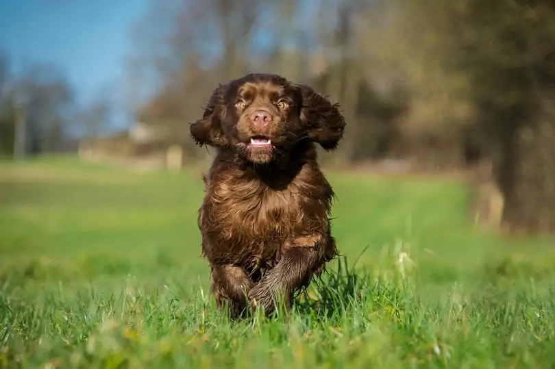 サセックス・スパニエル-Sussex-Spaniel