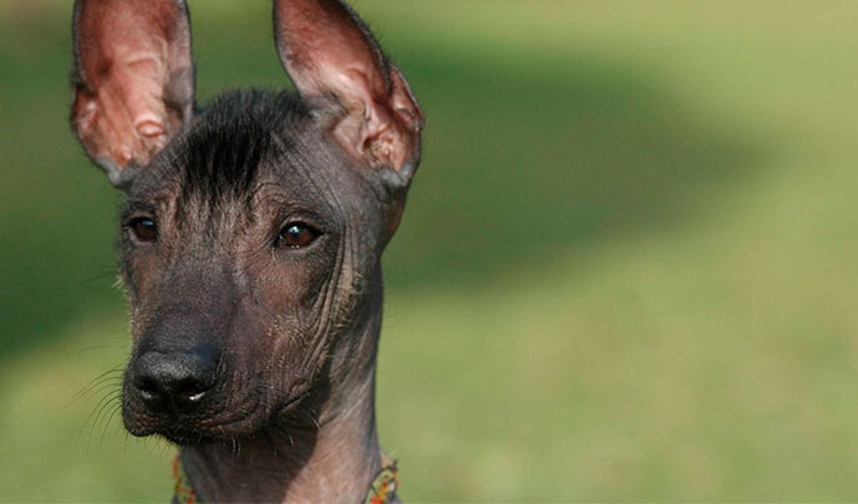 ペルービアン・ヘアレス・ドッグ - Peruvian-Hairless-Dog