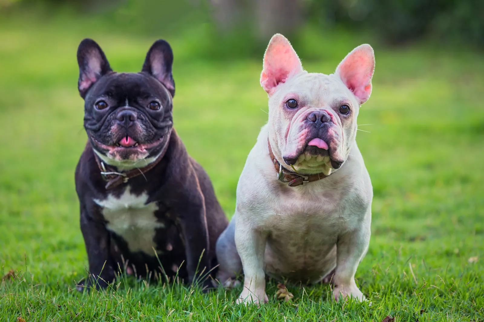 フレンチ・ブルドッグ-French-Bulldog