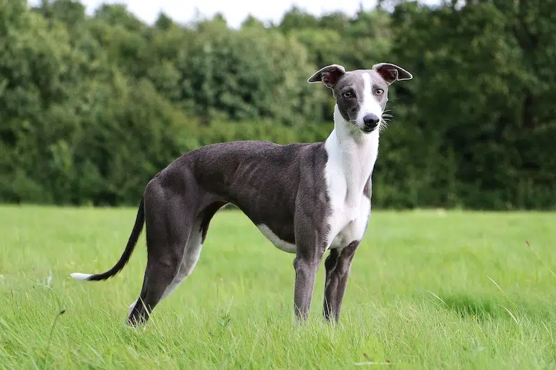 ウィペット-Whippet