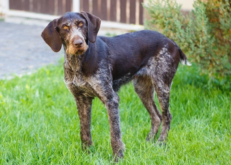 ジャーマン・ワイアーヘアード・ポインター - German-Wirehaired-Pointer