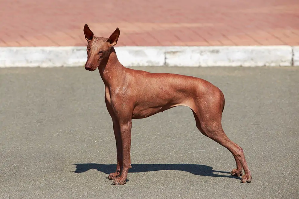 ペルービアン・ヘアレス・ドッグ - Peruvian-Hairless-Dog