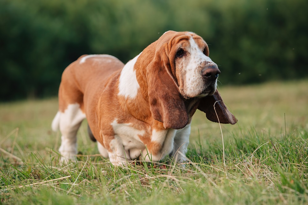 バセット・ハウンド - Basset-Hound