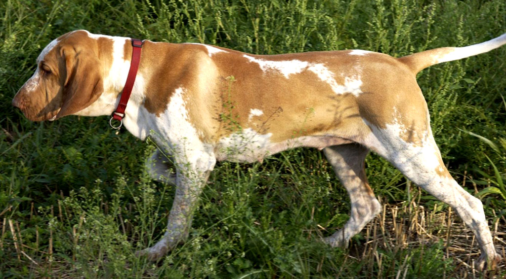 イタリアン・ポインティング・ドッグ - Italian-Pointing-Dog