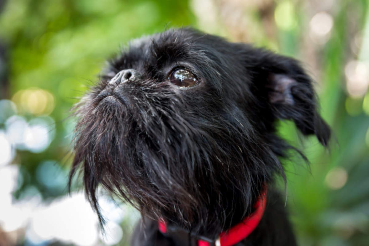 ベルジアン・グリフォン-Belgian-Griffon