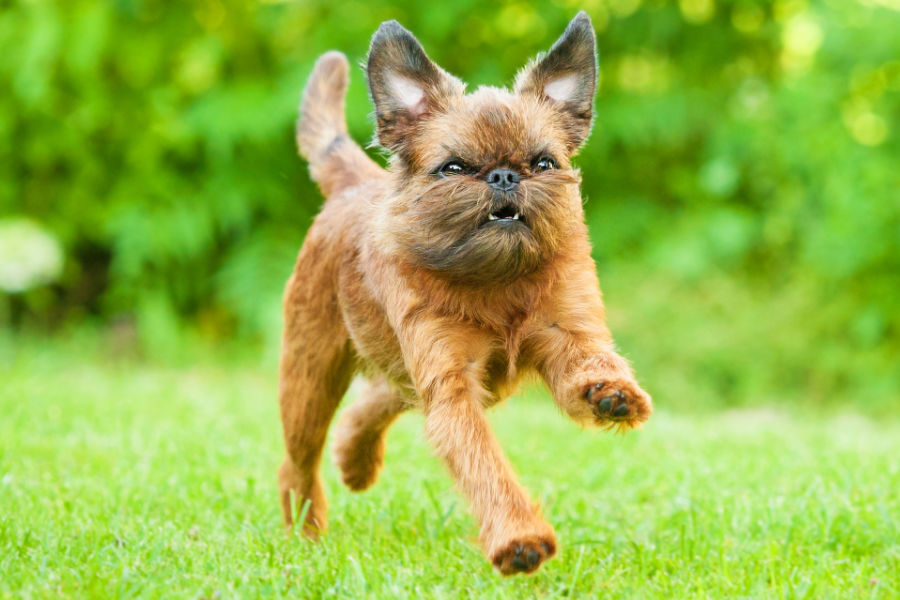 ベルジアン・グリフォン-Belgian-Griffon