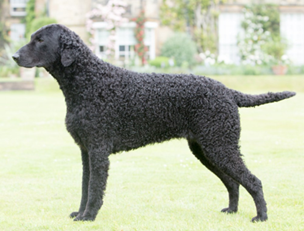カーリーコーテッド・レトリーバー-Curlycoated-Retriever