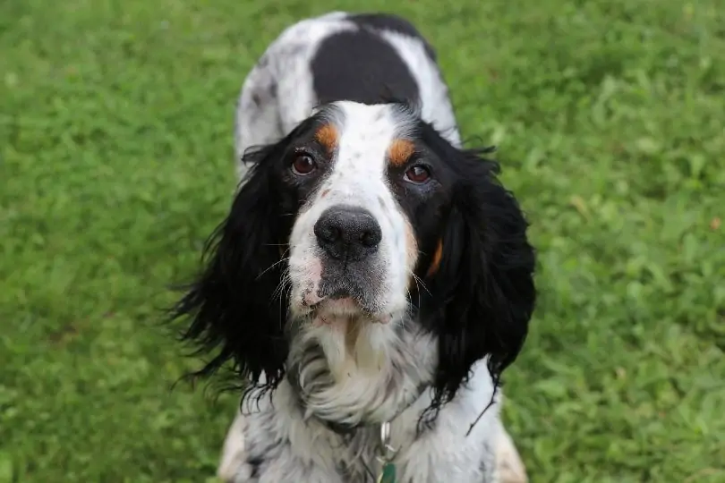 イングリッシュ・セター - English-Setter