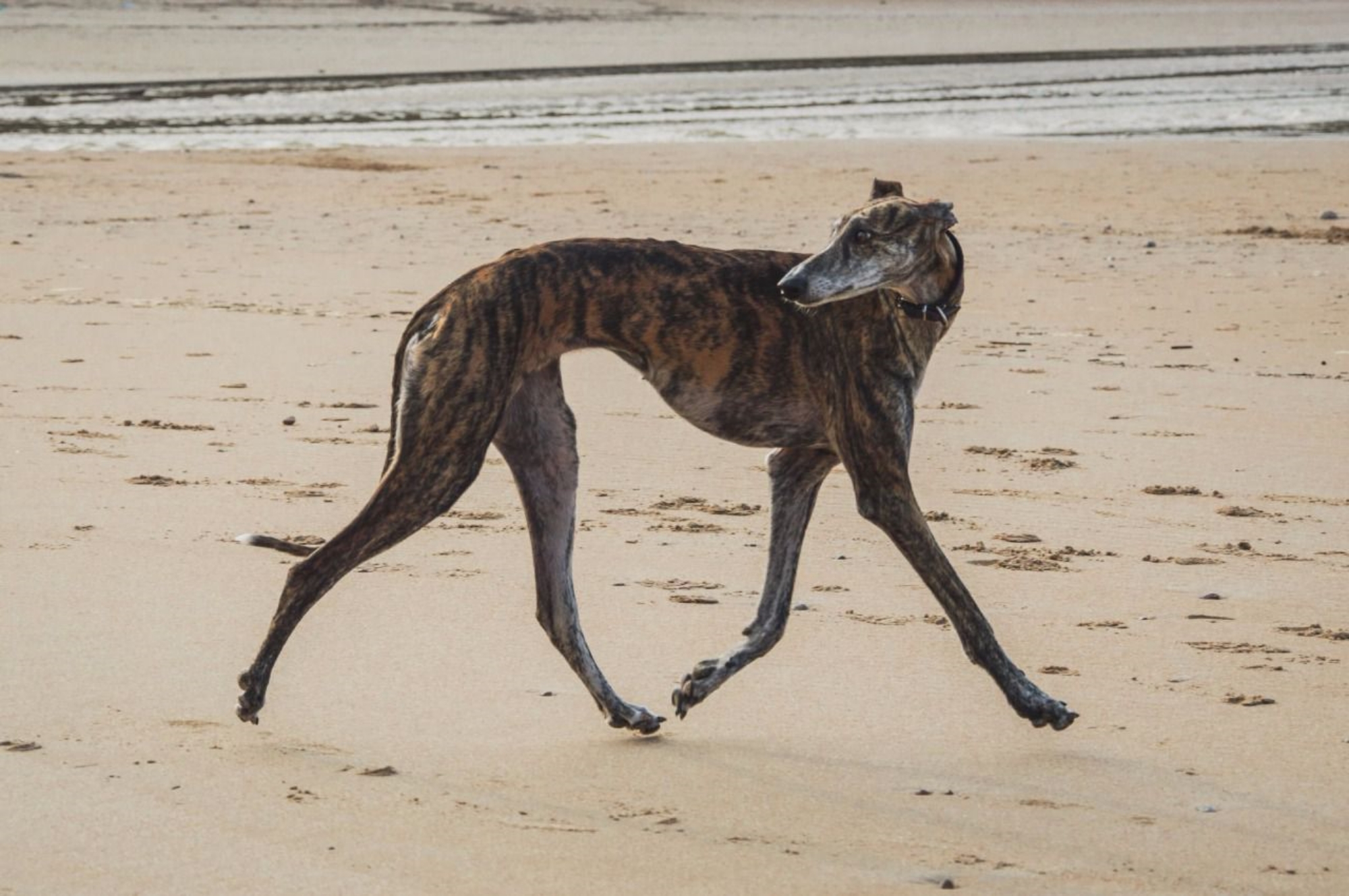 スパニッシュ・グレーハウンド-Spanish-Greyhound
