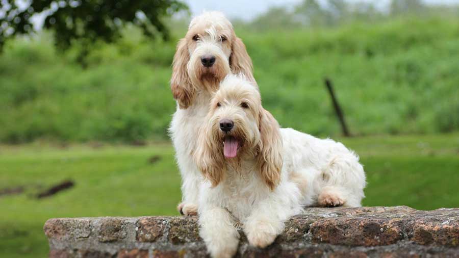グランド・バセット・グリフォン・バンデーン - Grand-Basset-Griffon-Vendeen