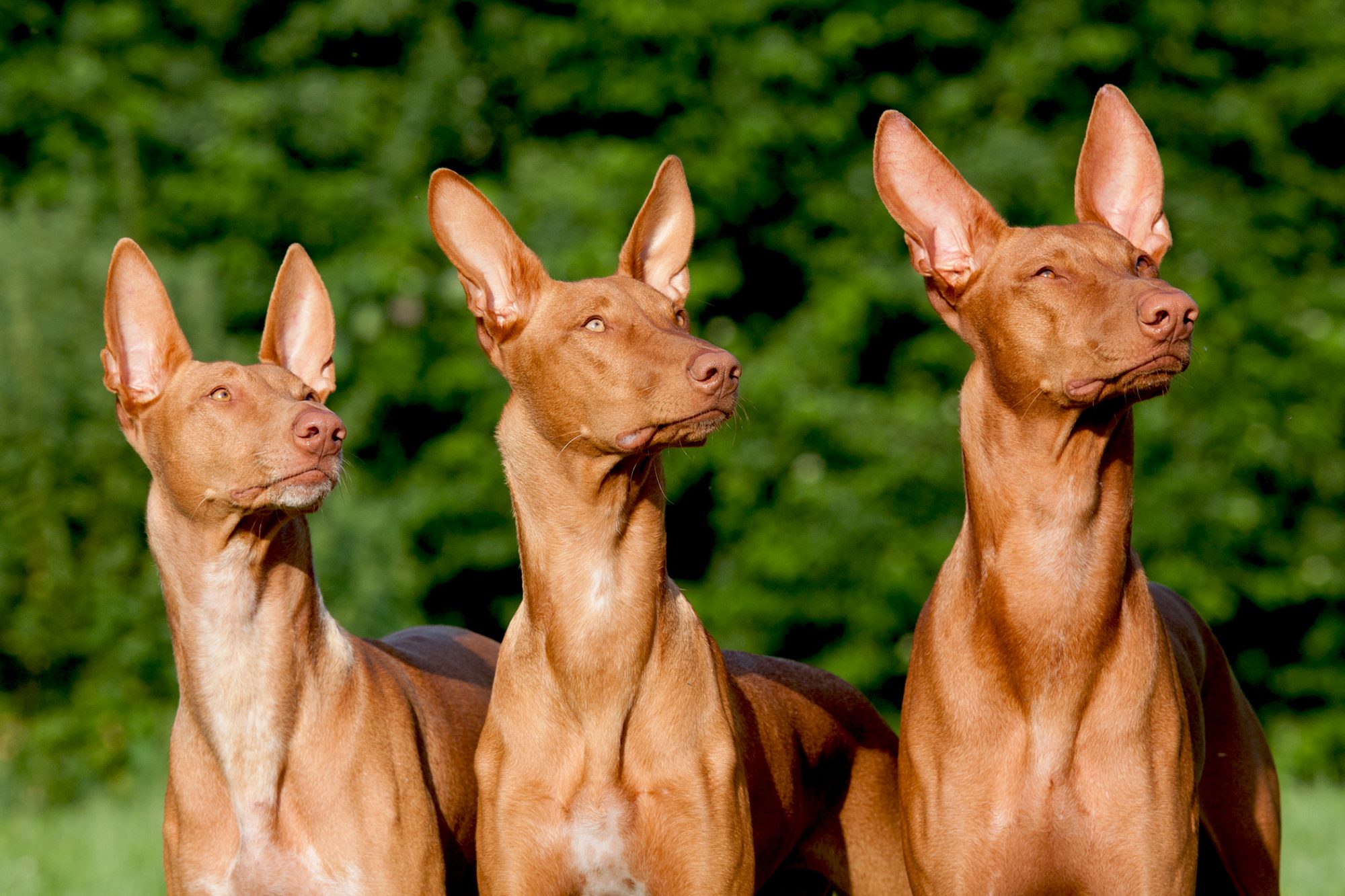 ファラオ・ハウンド - Pharaoh-Hound