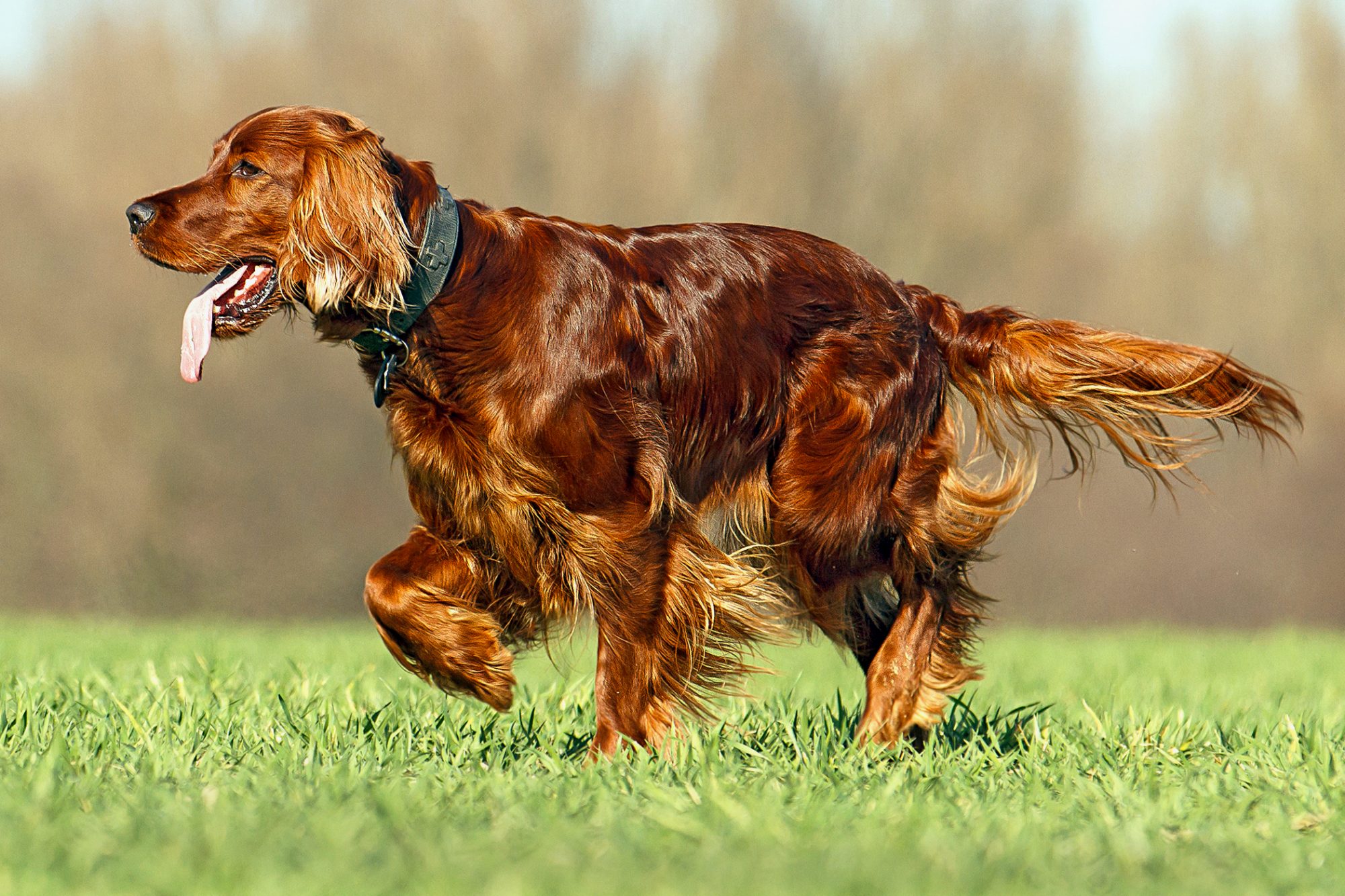 アイリッシュ・セター - Irish-Setter