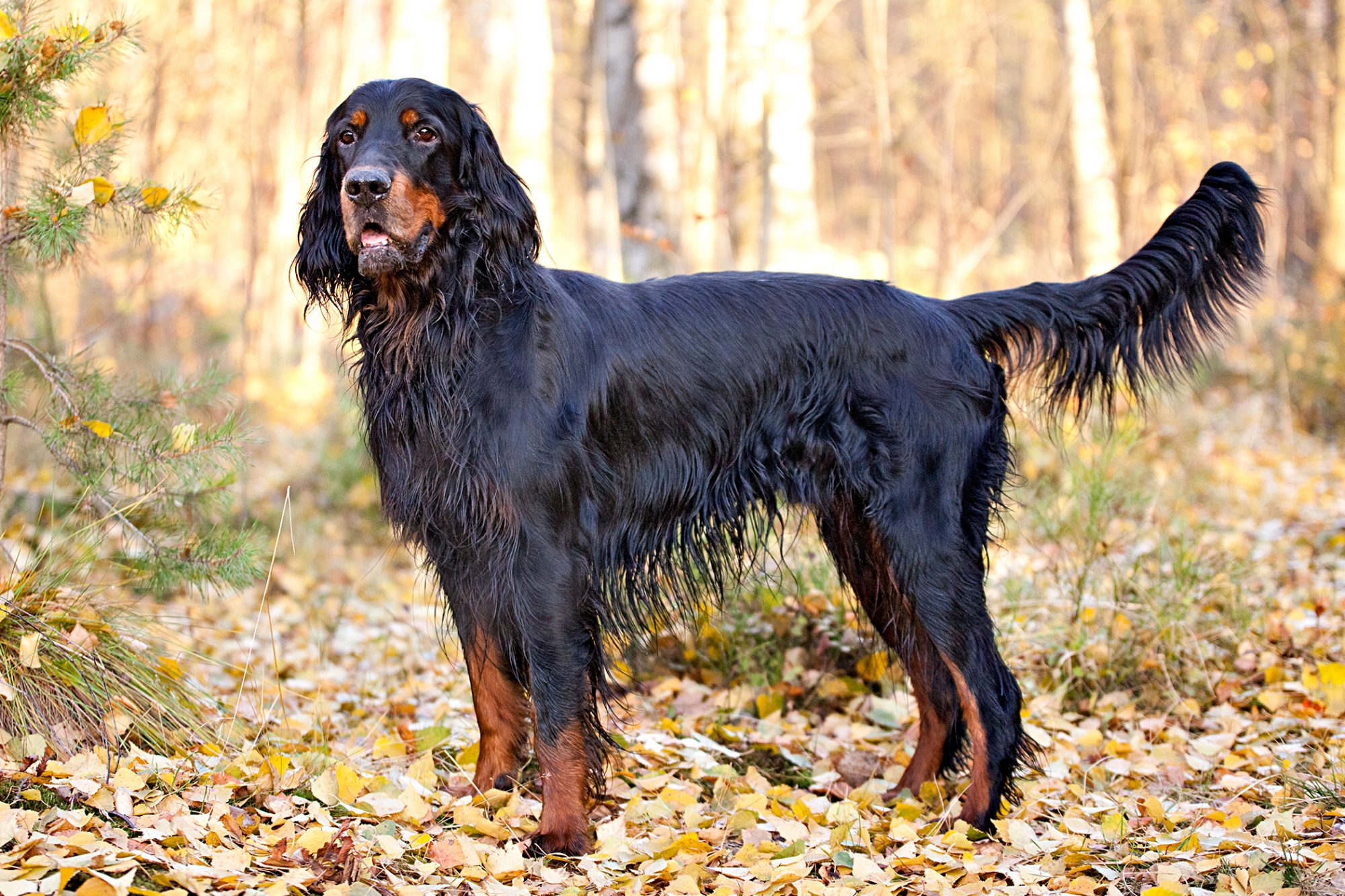 ゴードン・セター - Gordon-Setter