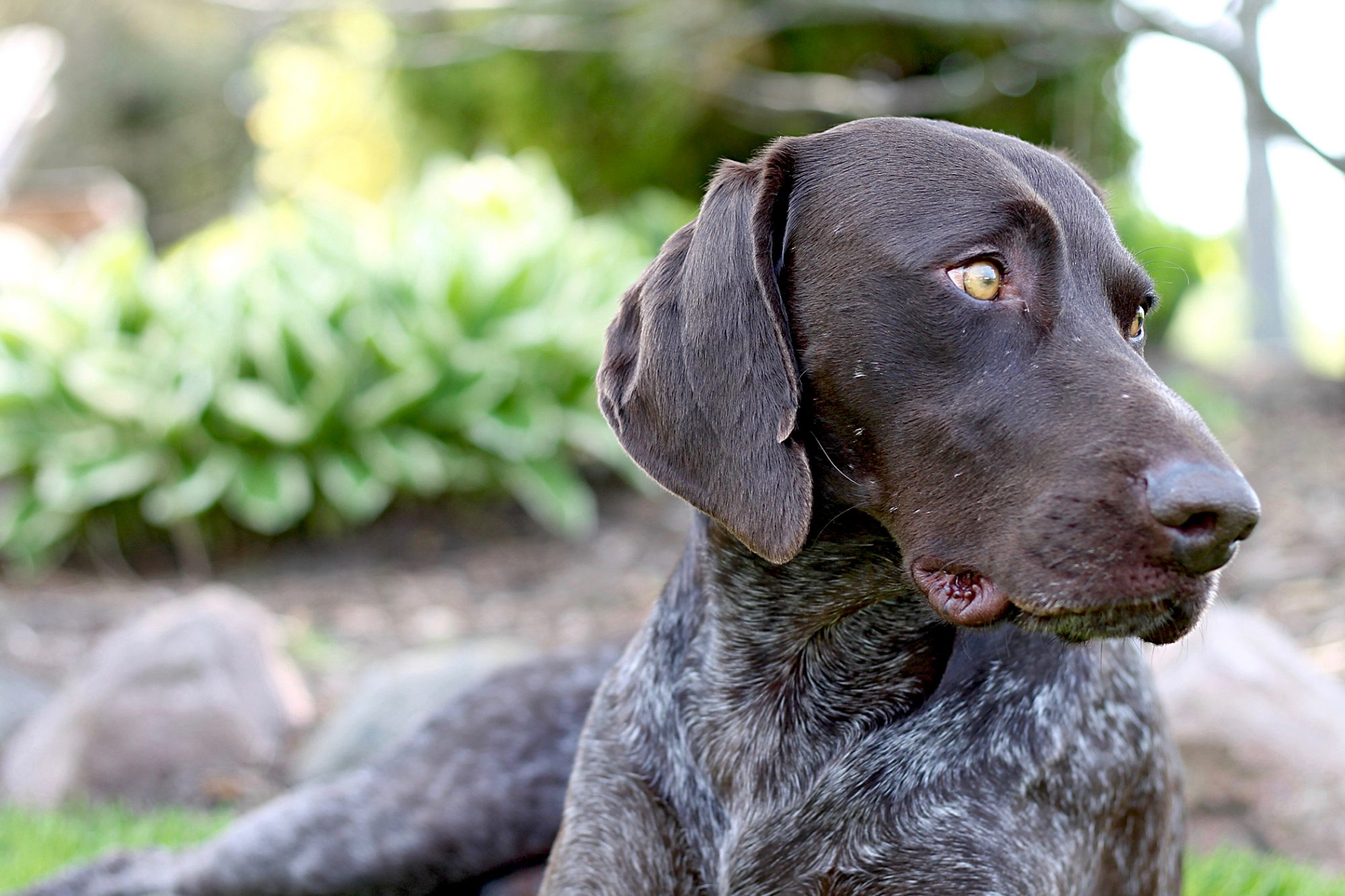 ジャーマン・ショートヘアード・ポインター - German-Shorthaired-Pointer