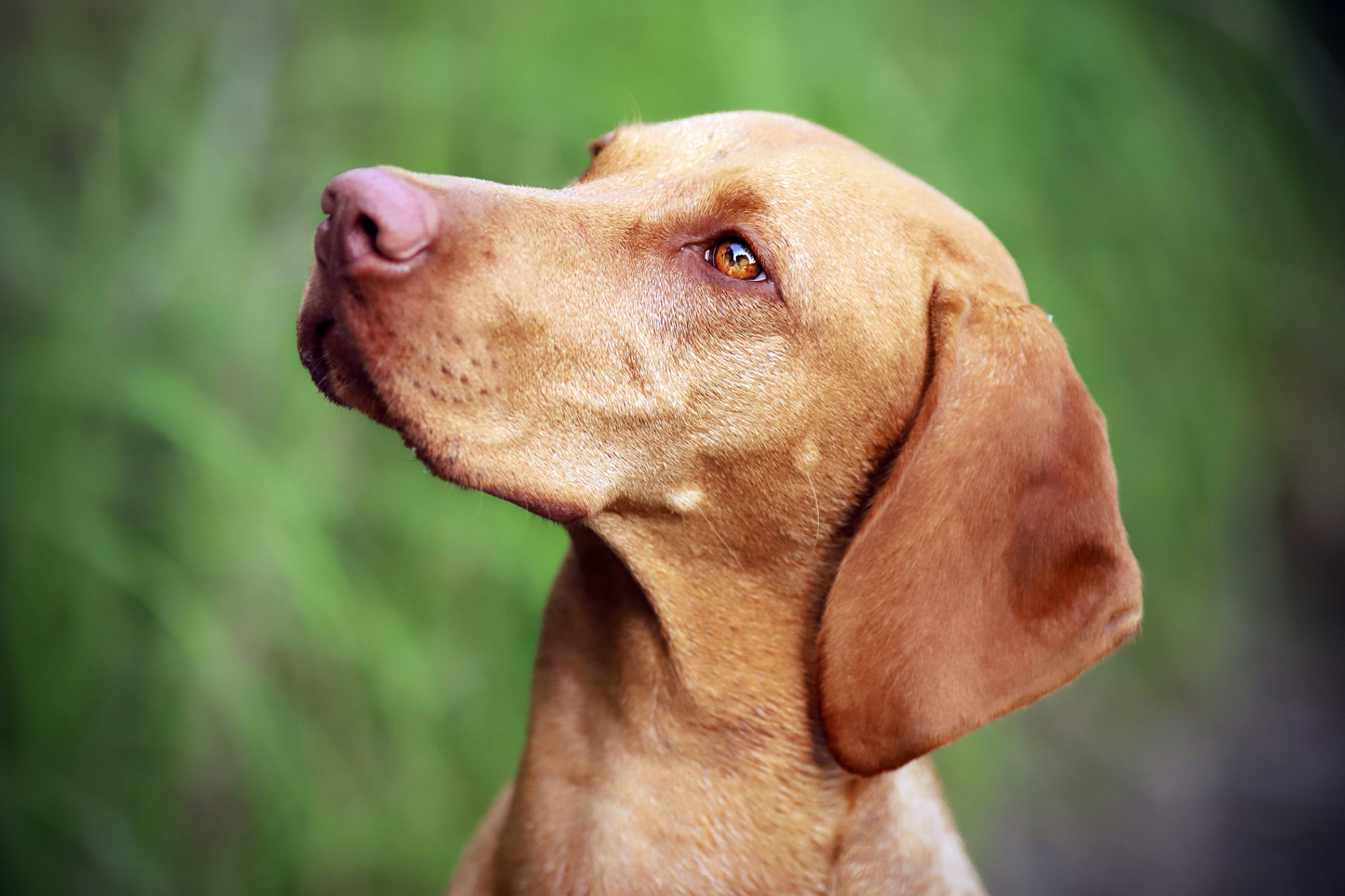 ショートヘアード・ハンガリアン・ビズラ - Short-Haired-Hungarian-Vizsla