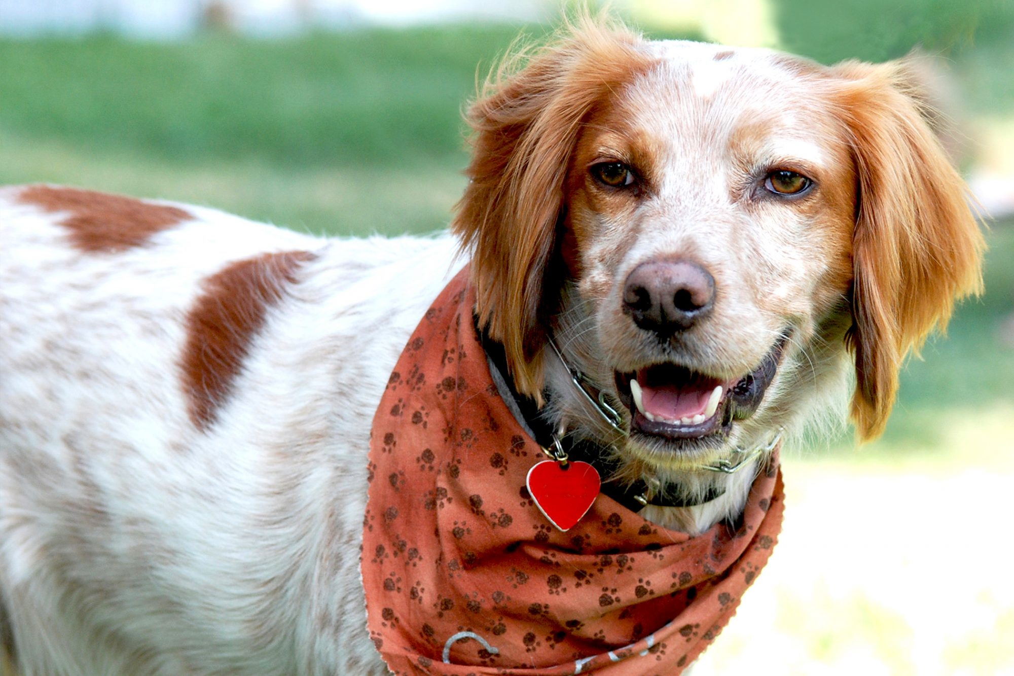 ブリタニー・スパニエル - Brittany-Spaniel