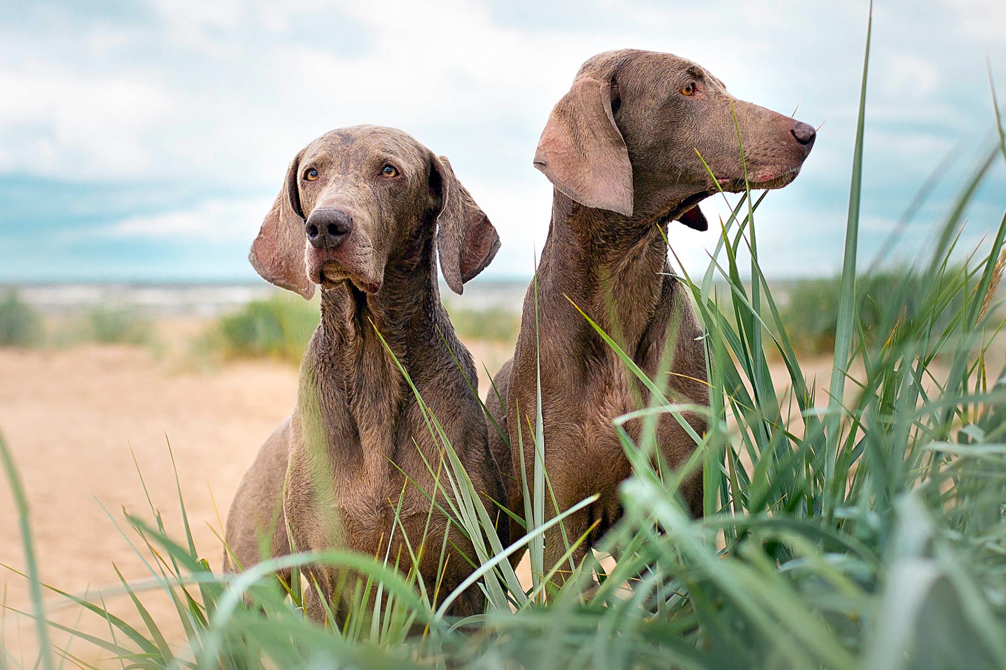 ワイマラナー - Weimaraner