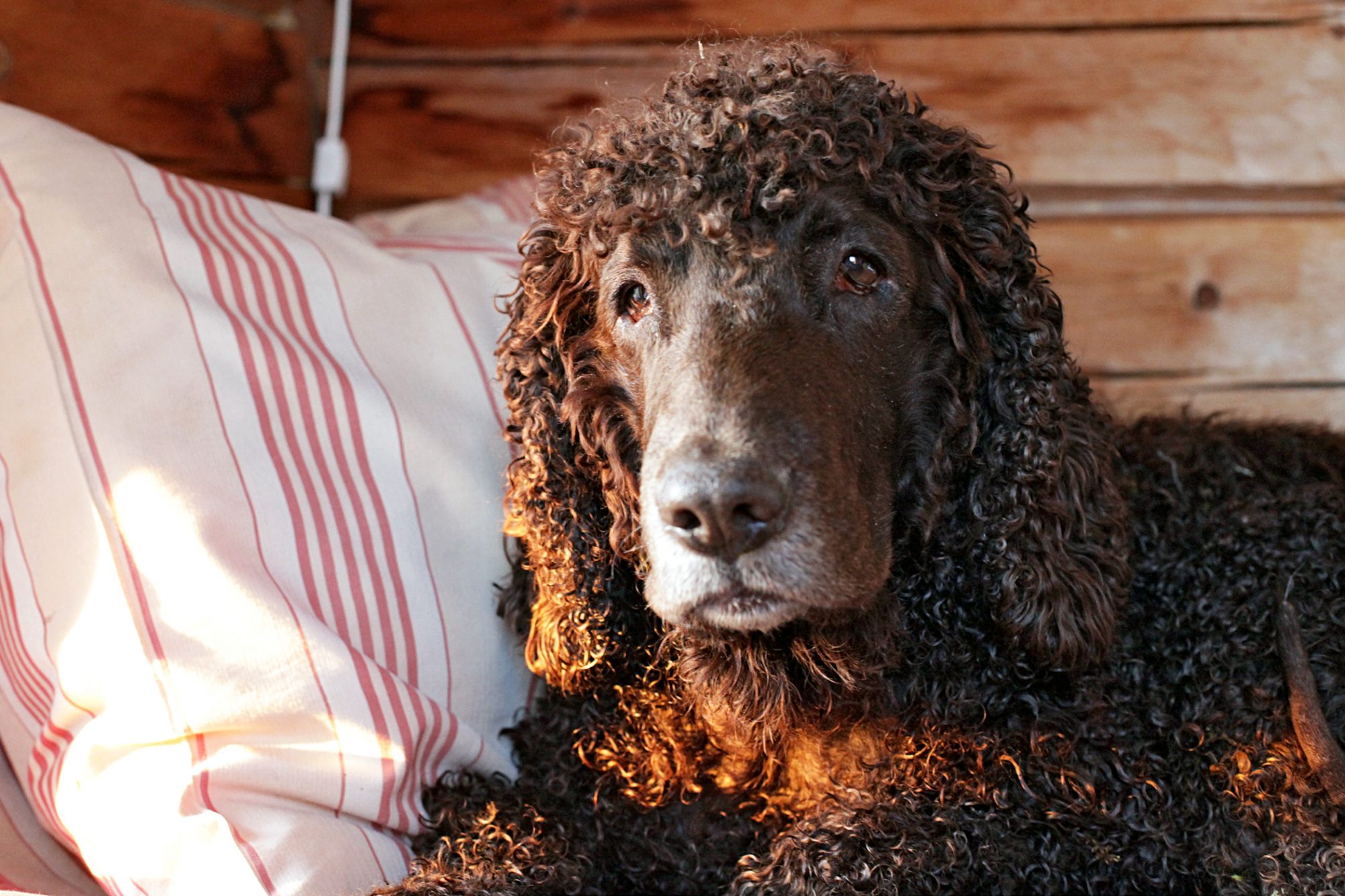 アイリッシュ・ウォーター・スパニエル - Irish-Water-Spaniel