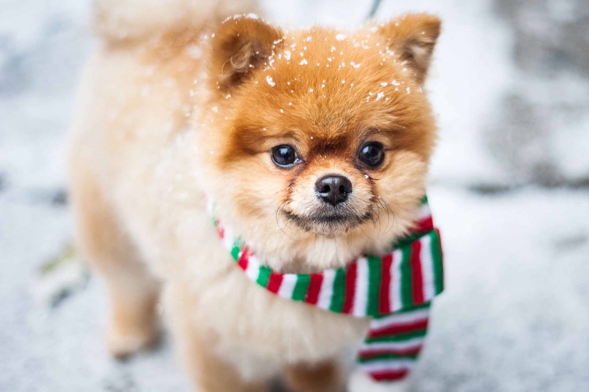 ポメラニアン - Pomeranian