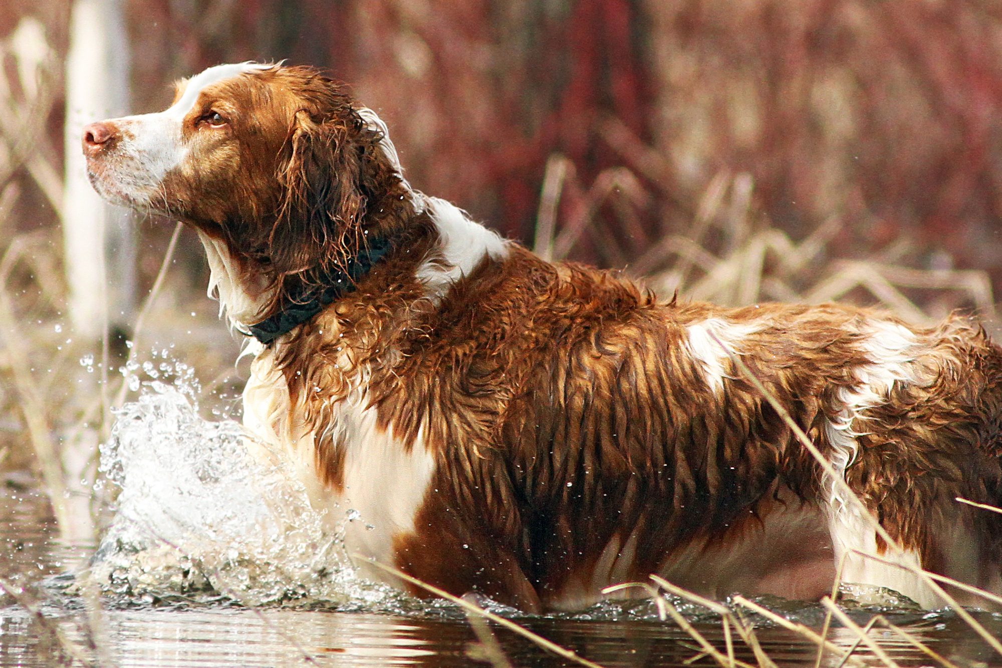ウェルシュ・スプリンガー・スパニエル-Welsh-Springer-Spaniel