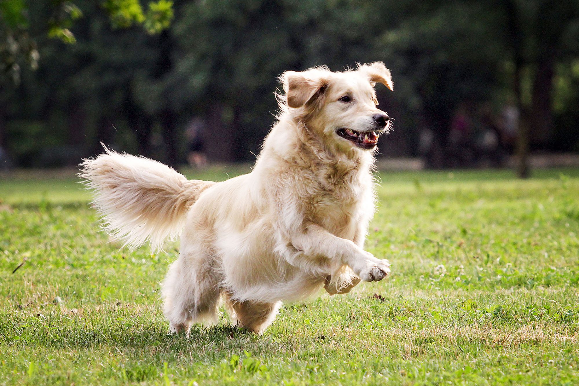 ゴールデン・レトリーバー-Golden-Retriever