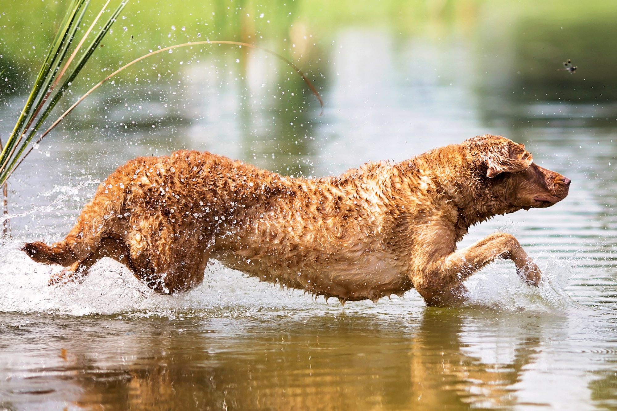 チェサピーク・ベイ・レトリーバー-Chesapeake-Bay-Retriever