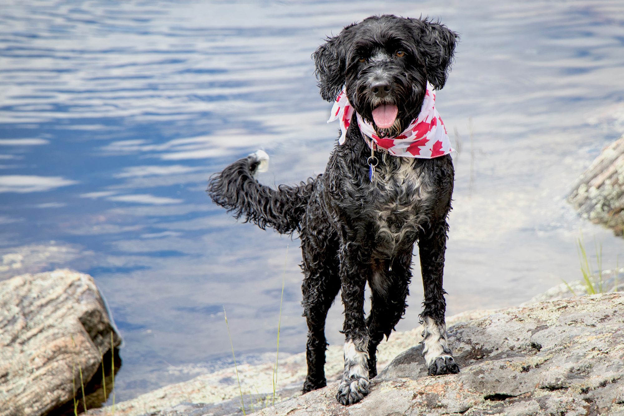 ポーチュギ－ズ・ウォーター・ドッグ-Portuguese-Water-Dog