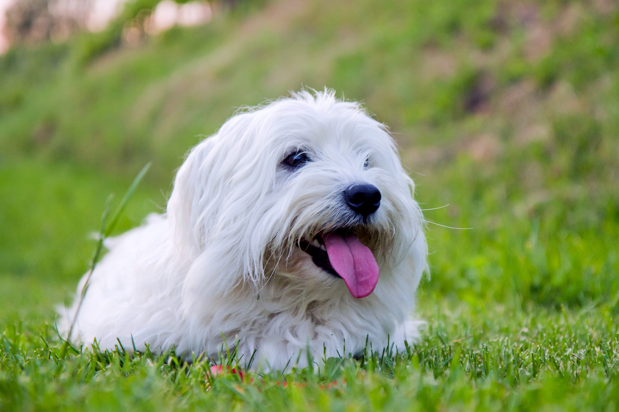 コトン・ド・テュレアール-Coton-De-Tulear
