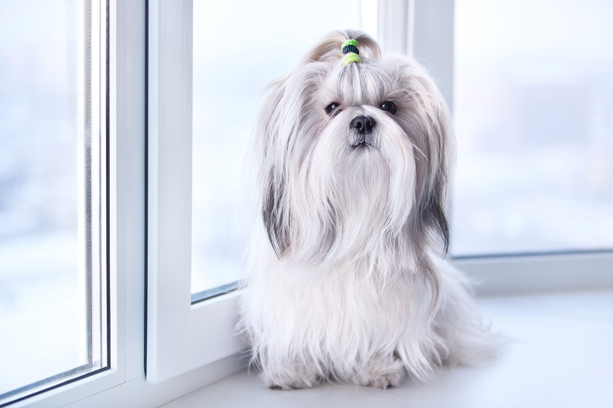 シー・ズー-Shih-Tzu
