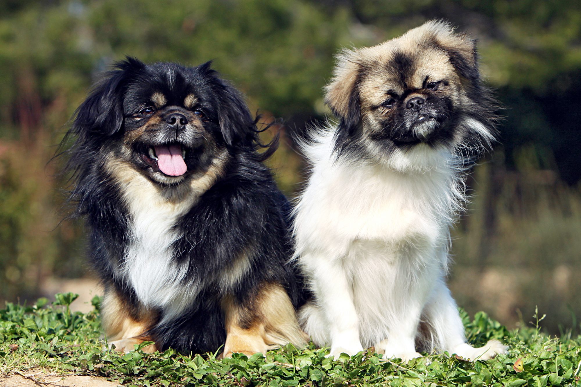 チベタン・スパニエル-Tibetan-Spaniel
