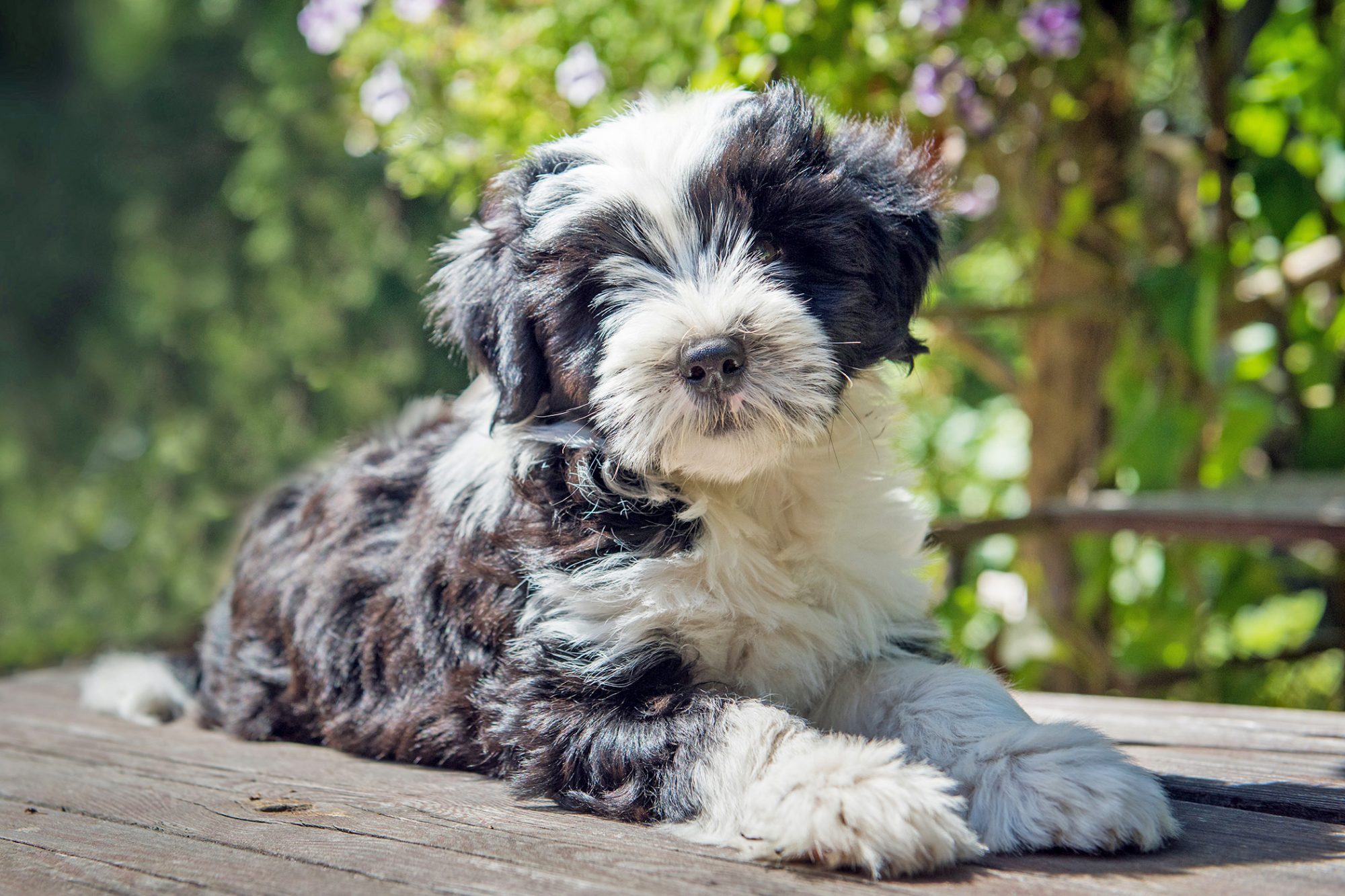 チベタン・テリア-Tibetan-Terrier