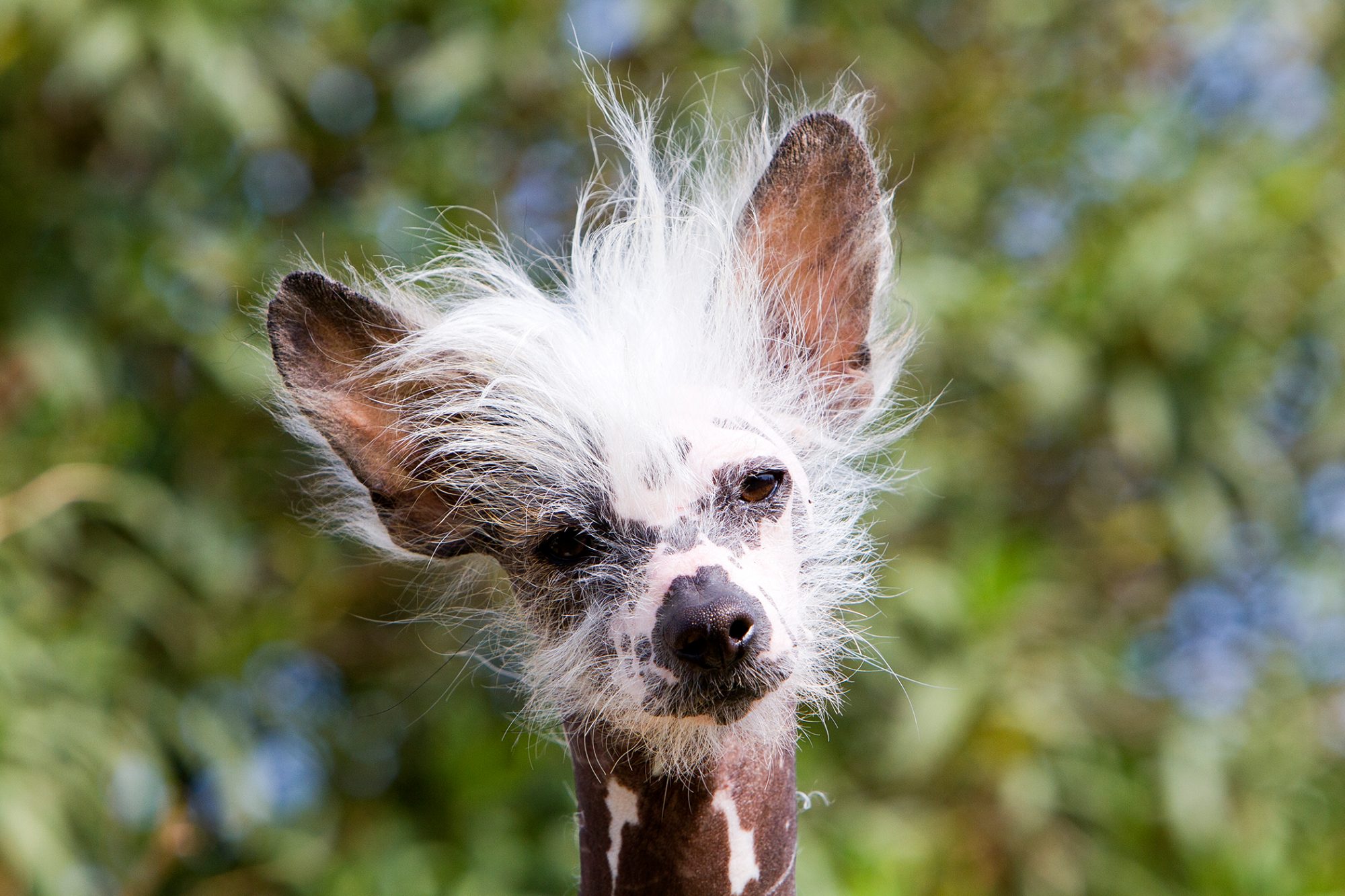 チャイニーズ・クレステッド・ドッグ-Chinese-Crested-Dog