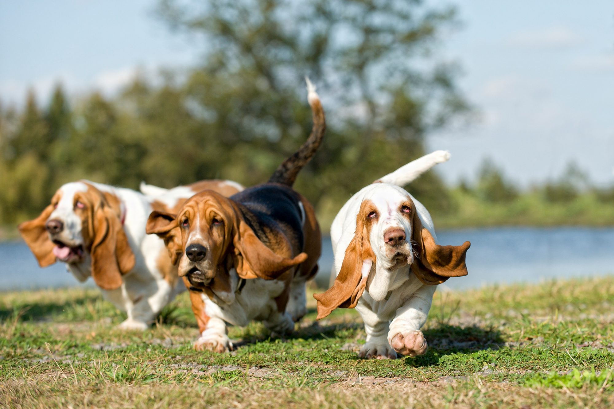バセット・ハウンド - Basset-Hound