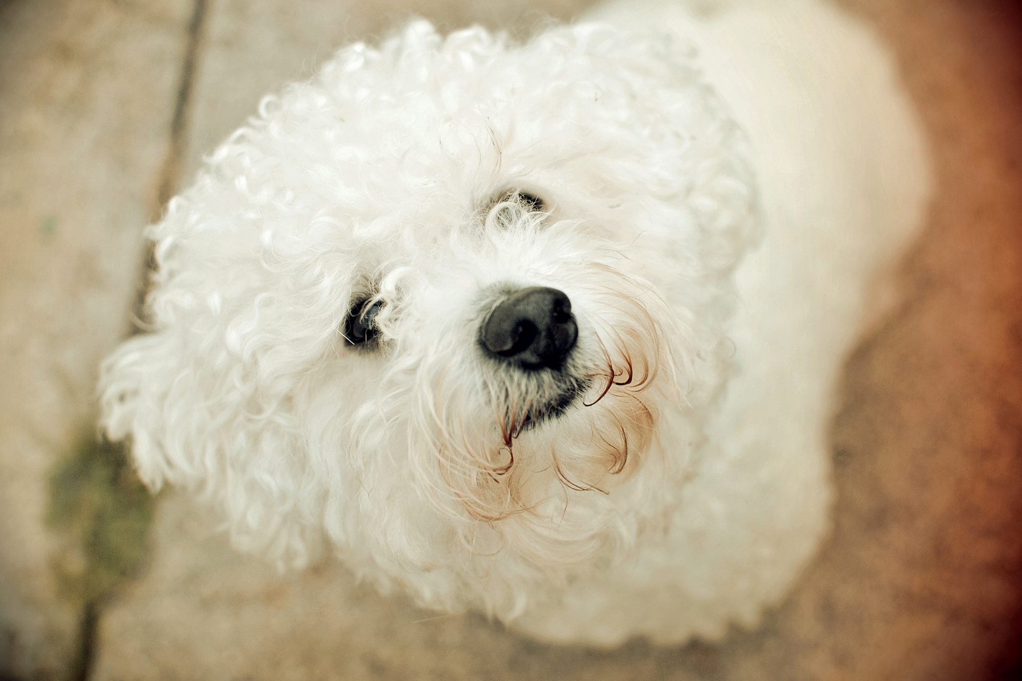 ビション・フリーゼ-Bichon-Frise