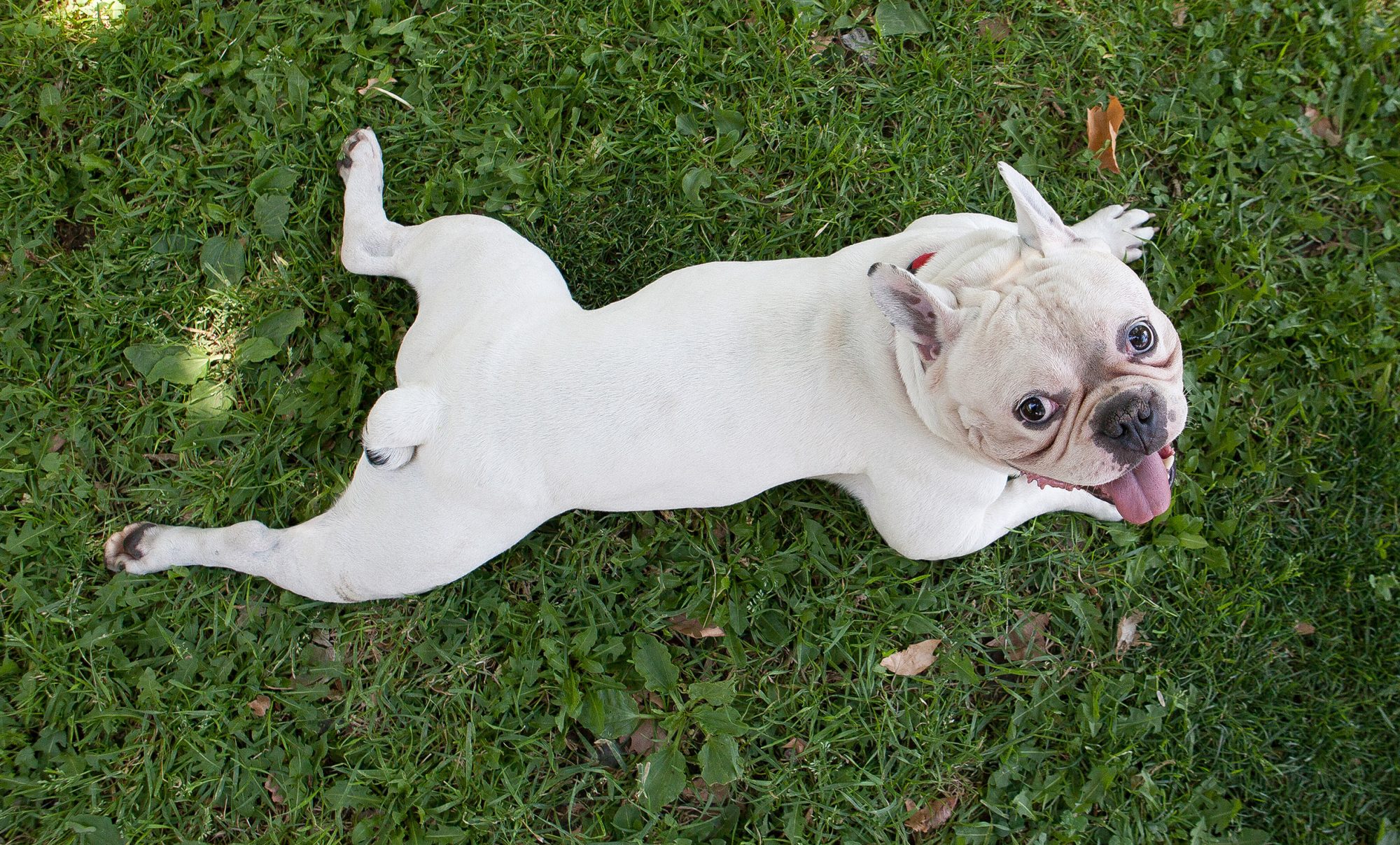 フレンチ・ブルドッグ-French-Bulldog