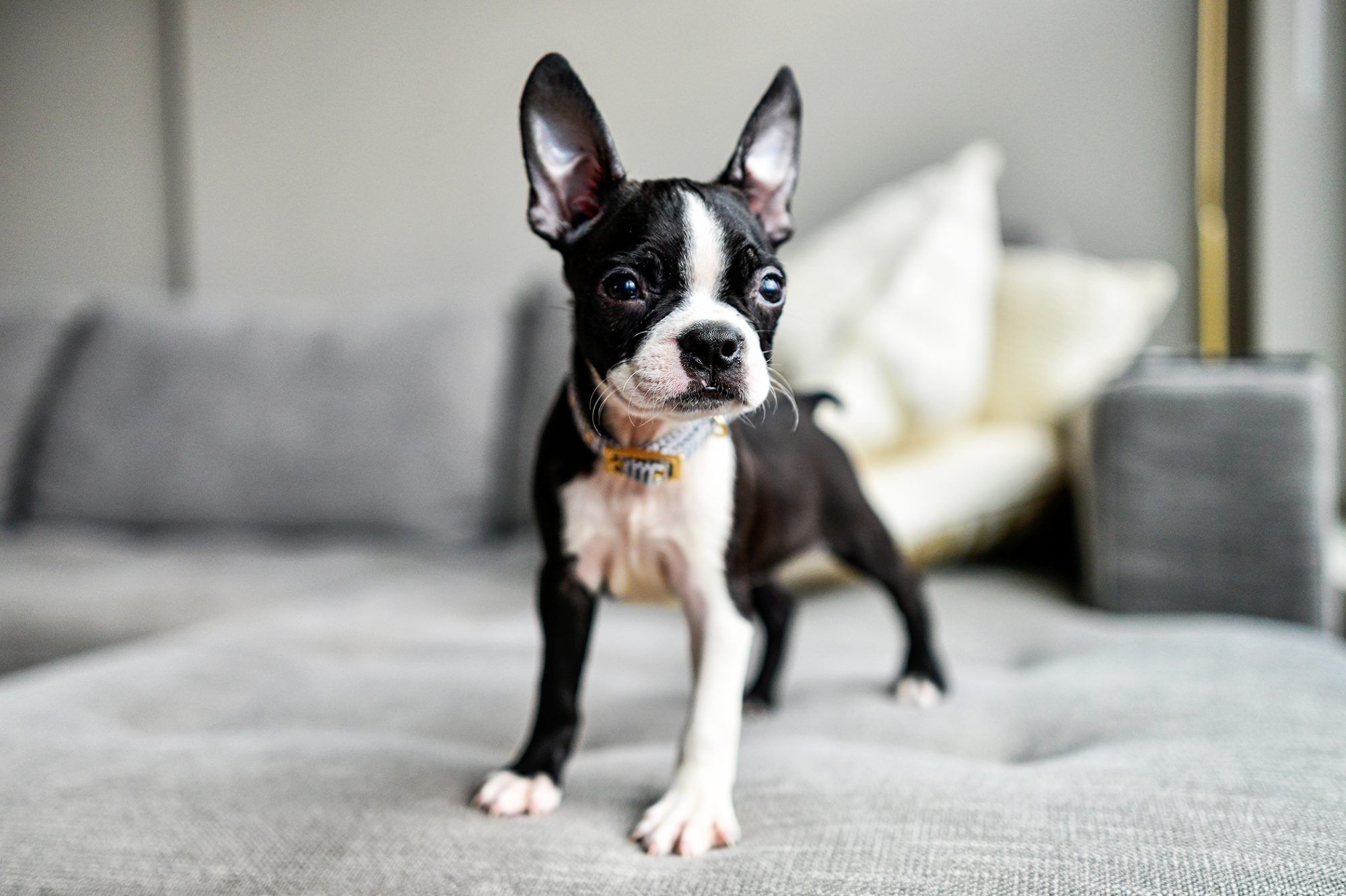 ボストン・テリア-Boston-Terrier