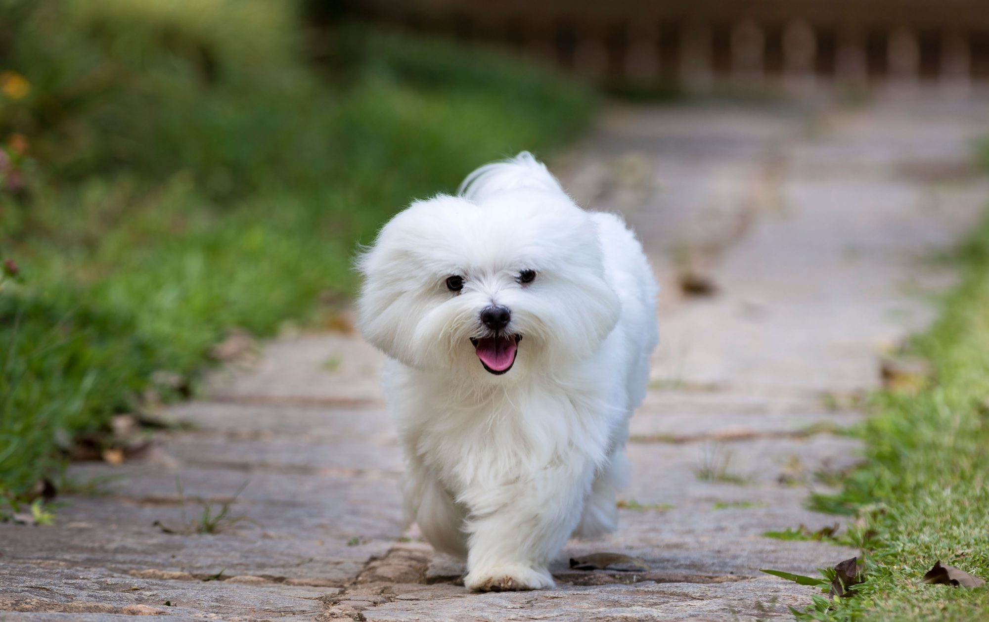 マルチーズ-Maltese