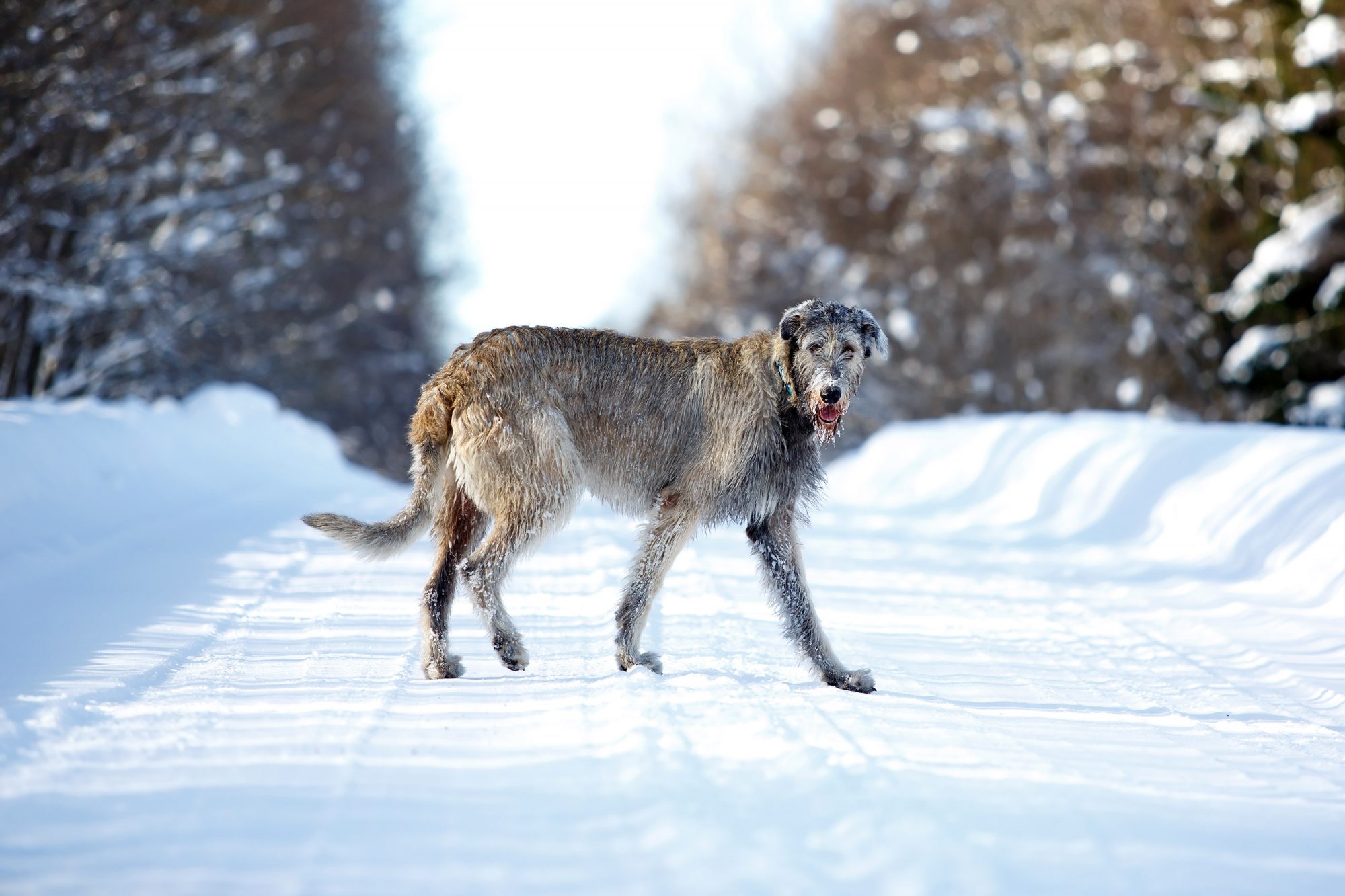 アイリッシュ・ウルフハウンド-Irish-Wolfhound