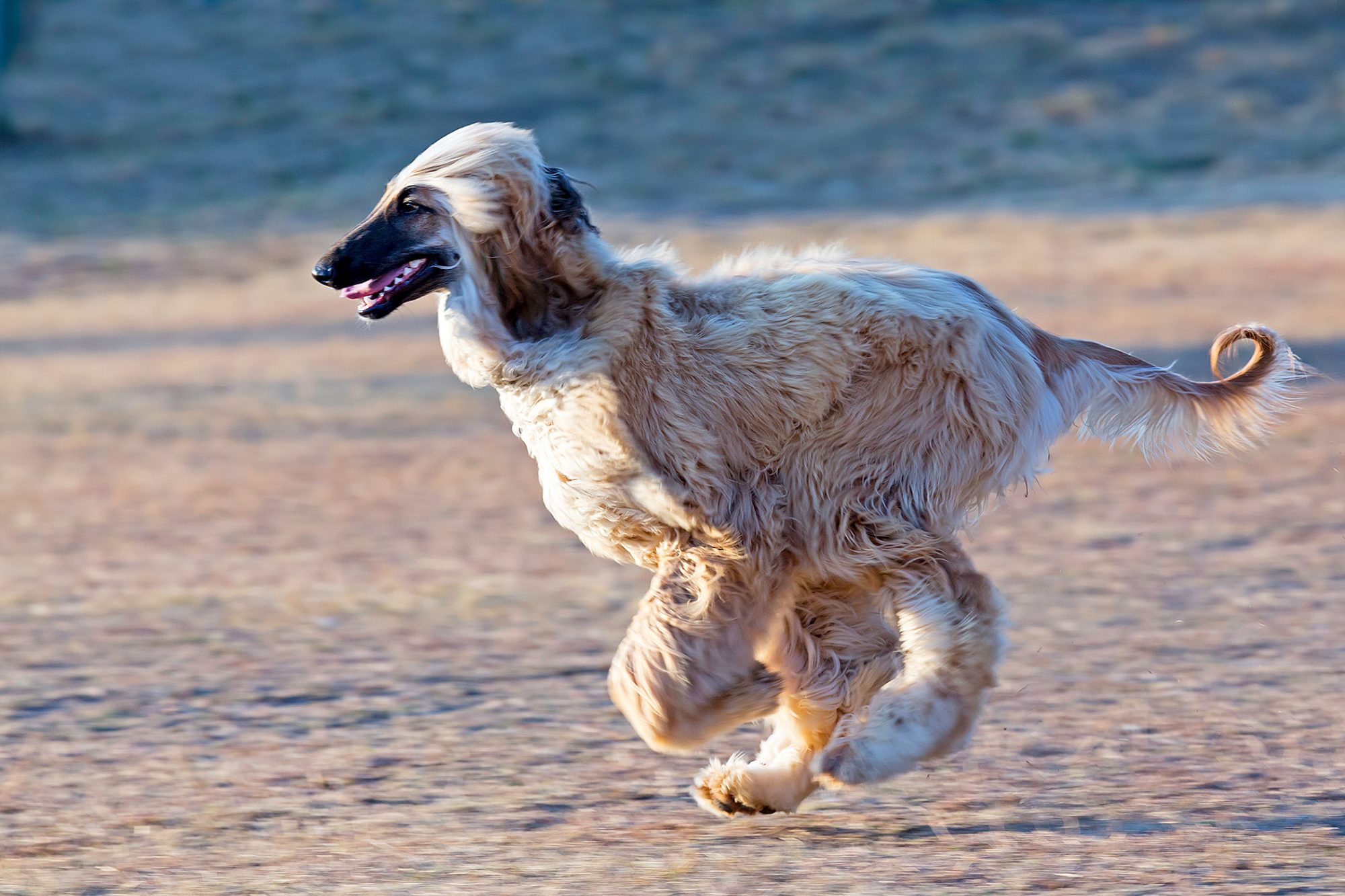 アフガン・ハウンド-Afghan-Hound