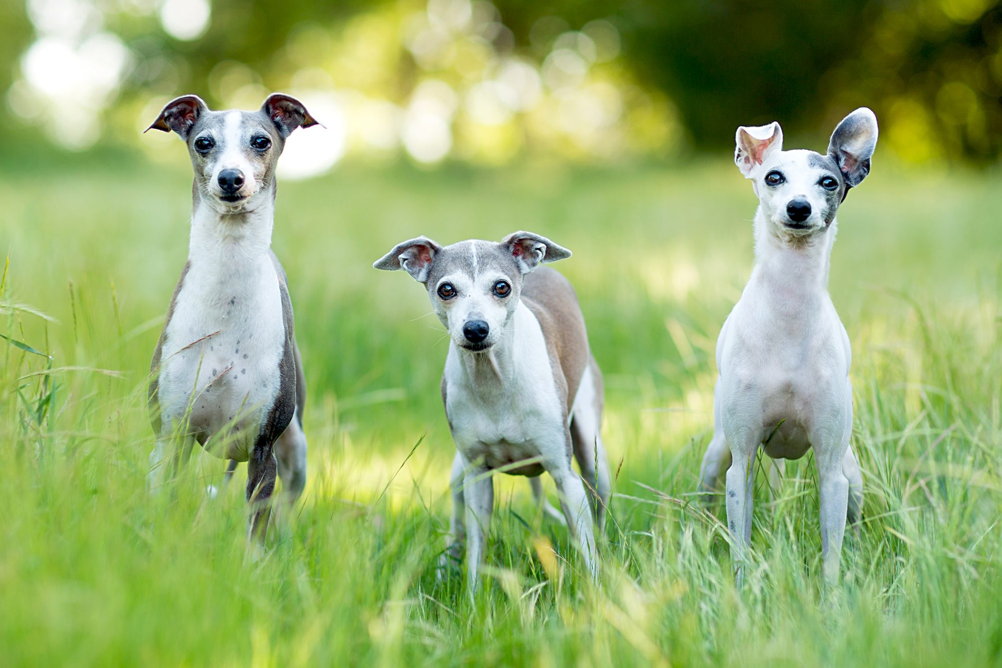イタリアン・グレーハウンド-Italian-Greyhound