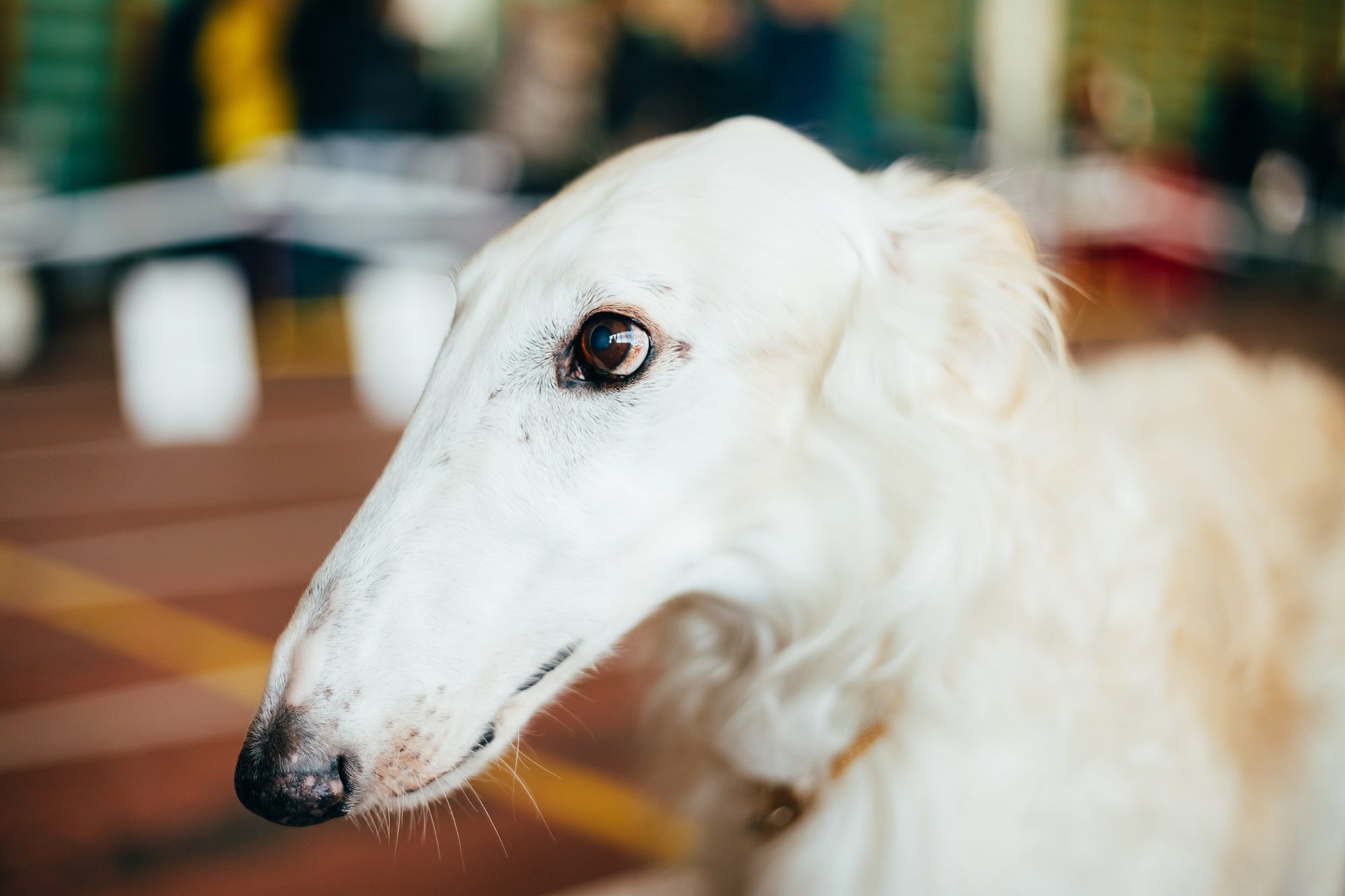 ボルゾイ-Borzoi
