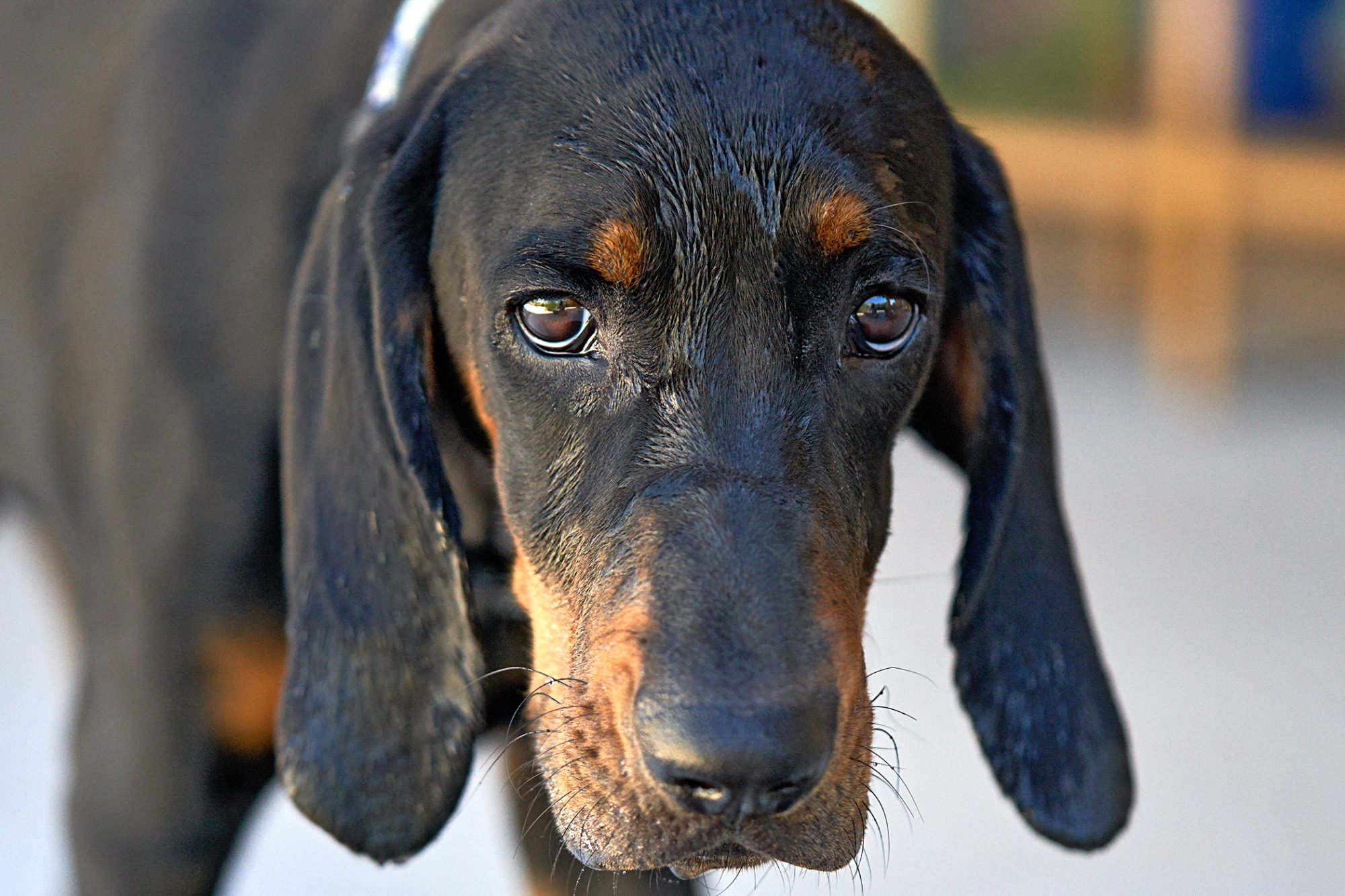 ブラック・アンド・タン・クーンハウンド - Black-And-Tan-Coonhound