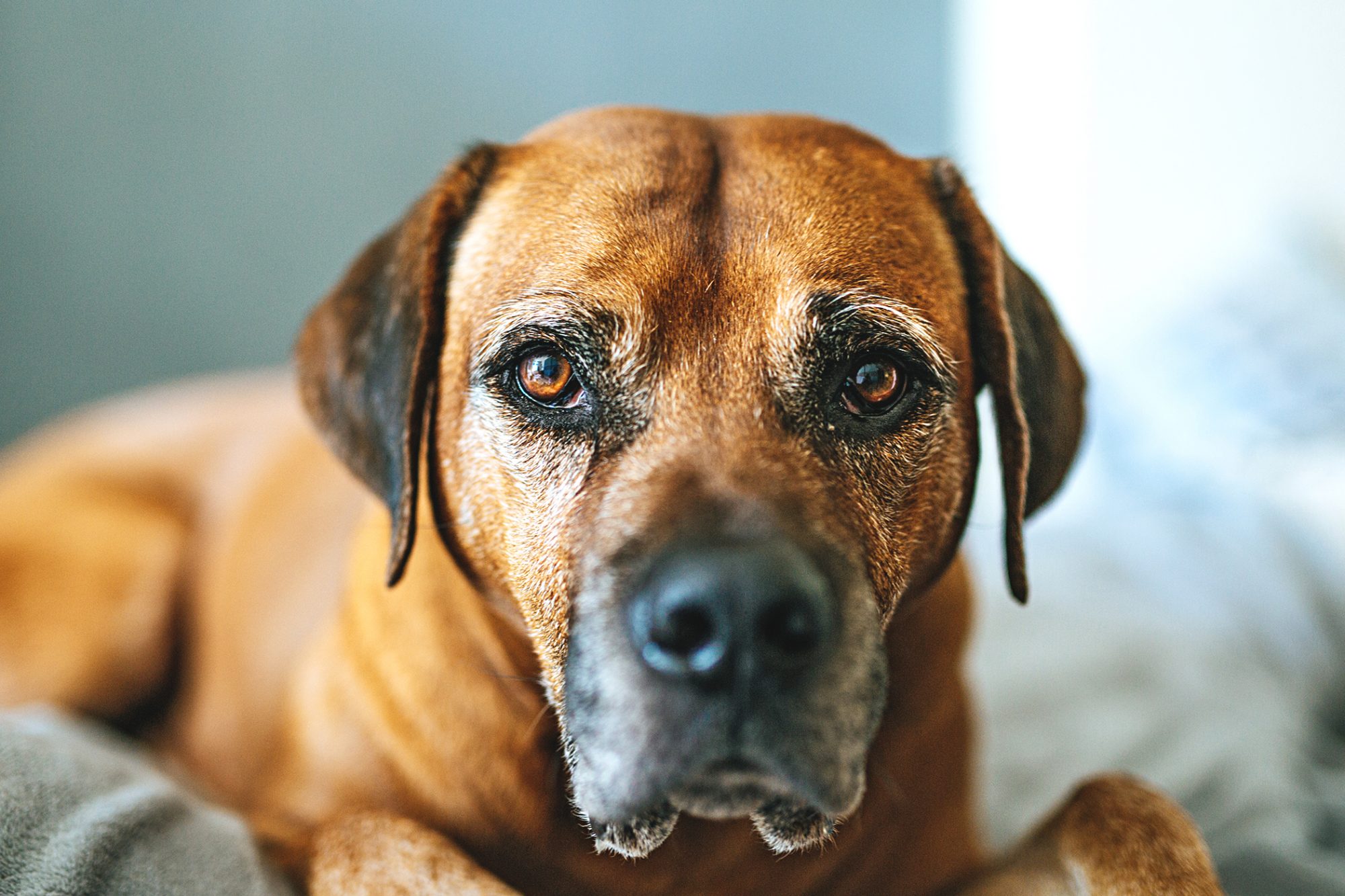 ローデシアン・リッジバック - Rhodesian-Ridgeback